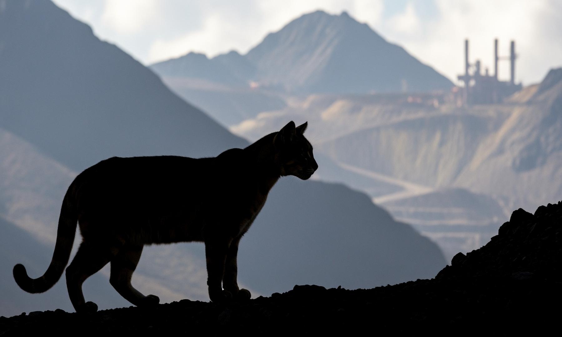 Chile's Andean Cat Faces Threats from Copper Mining Expansion
