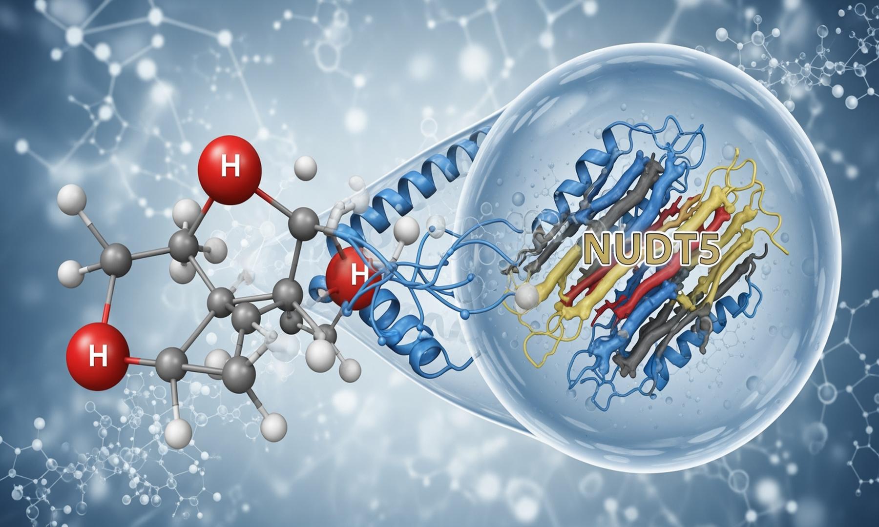 Research Team Identifies Structural Role of NUDT5 in Purine Synthesis Regulation
