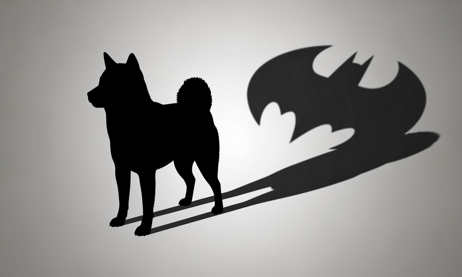 Shiba Inu's Batman Shadow Captivates Social Media