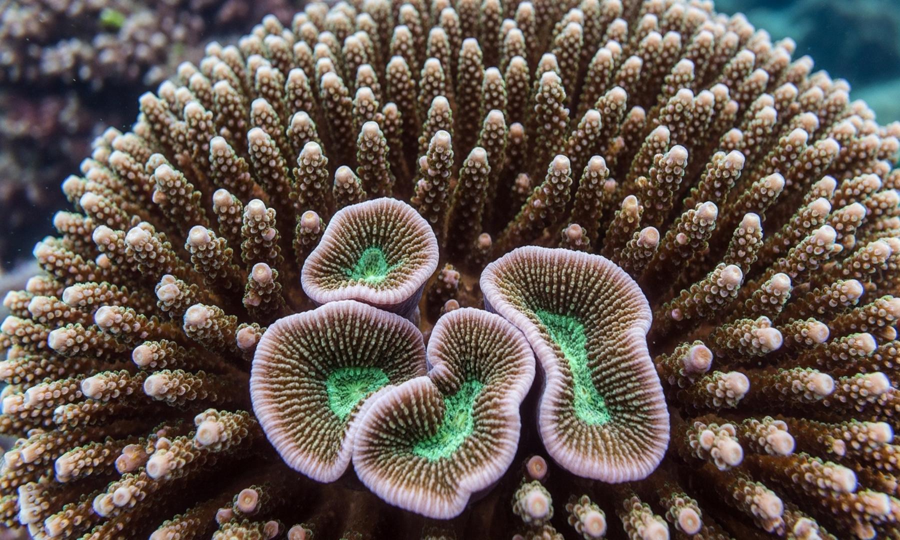University of Pennsylvania Researchers Discover Bioengineering Potential in Coral's Natural Jamming System