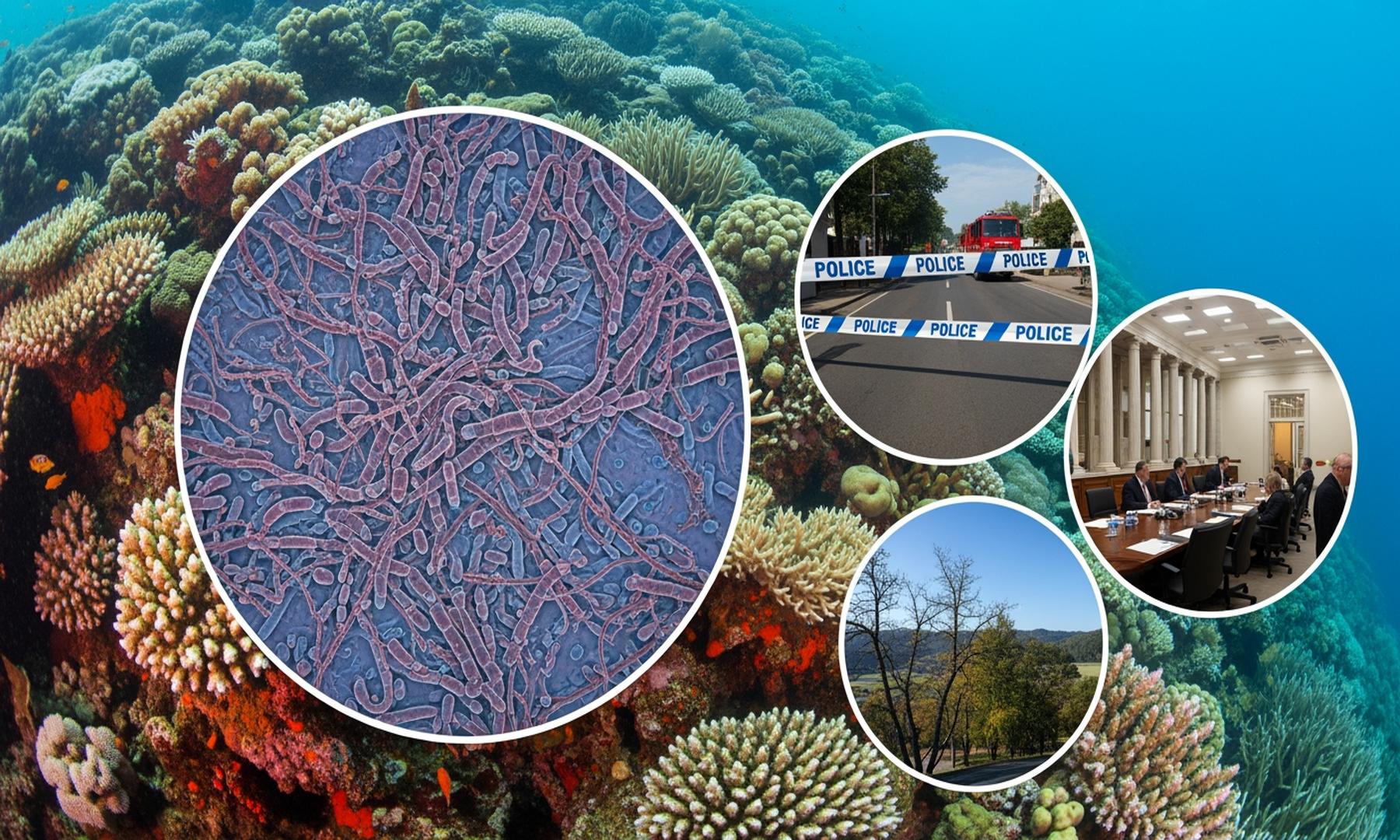 Microbiologists Discover MISO Bacteria's Role in Ocean Health