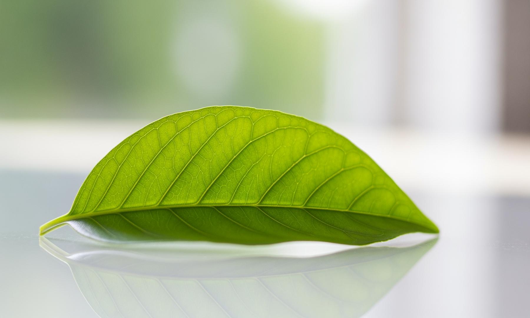 IDS Achieves Carbon Neutrality, Positioning as Sustainability Leader