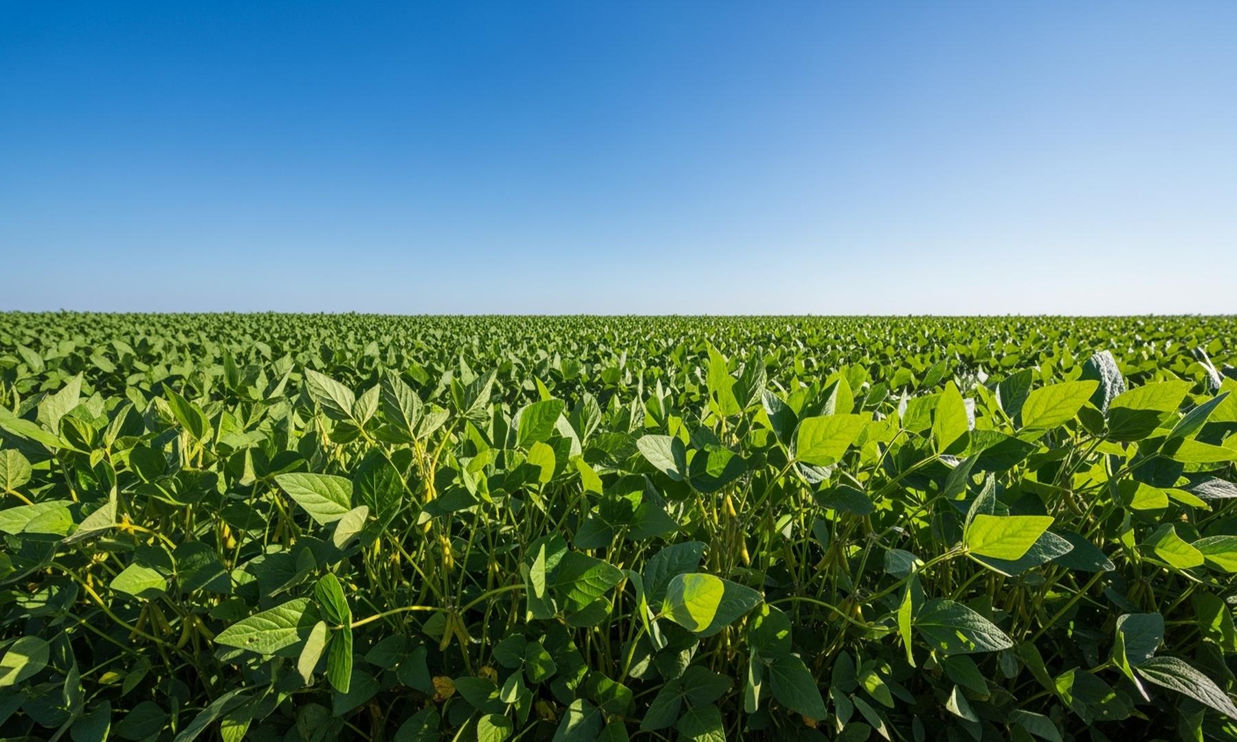 Brazilian Farmers Increase Soybean Production Amid U.S.-China Trade Dispute
