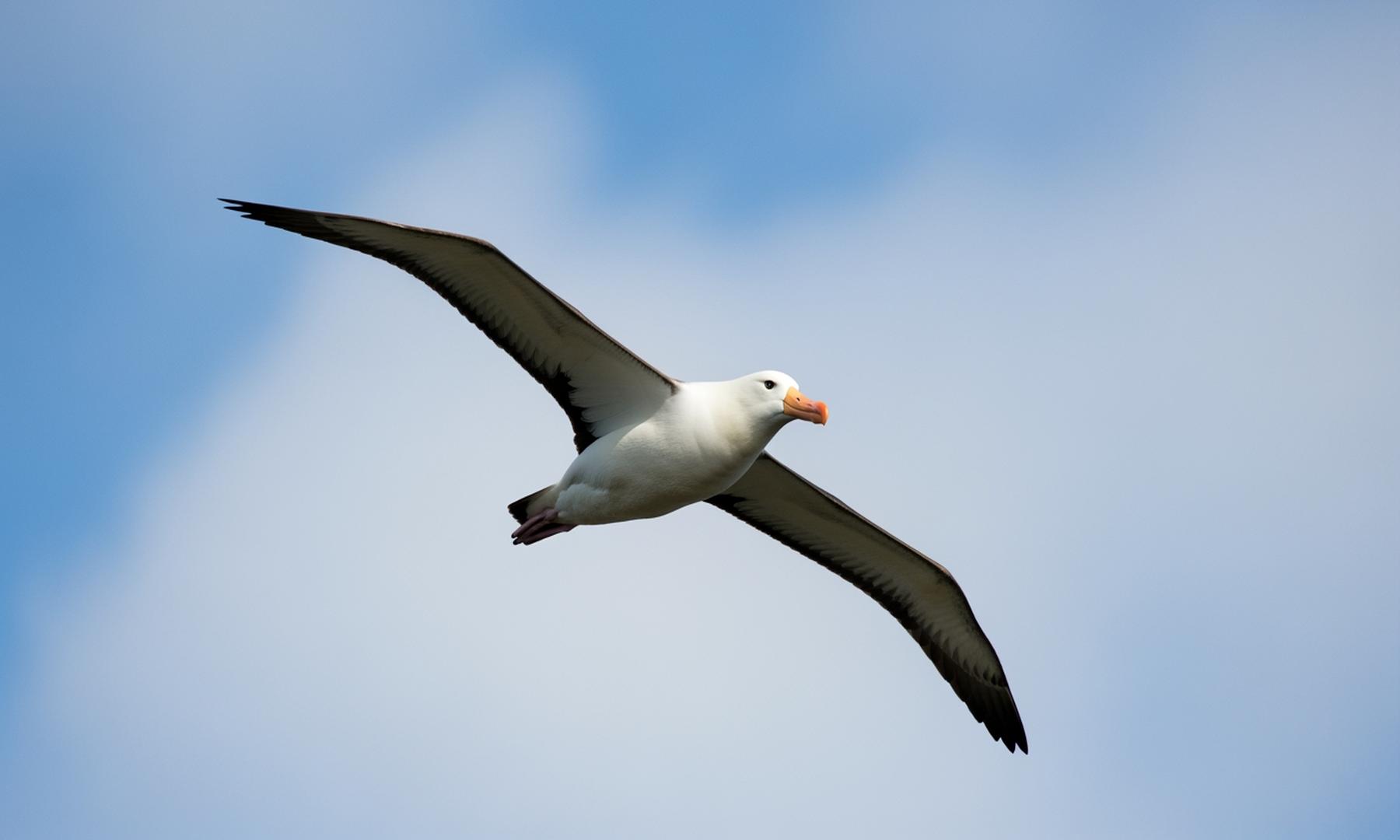 Albatross Tours Guarantees 97% of 2026 Tours Amid High Demand