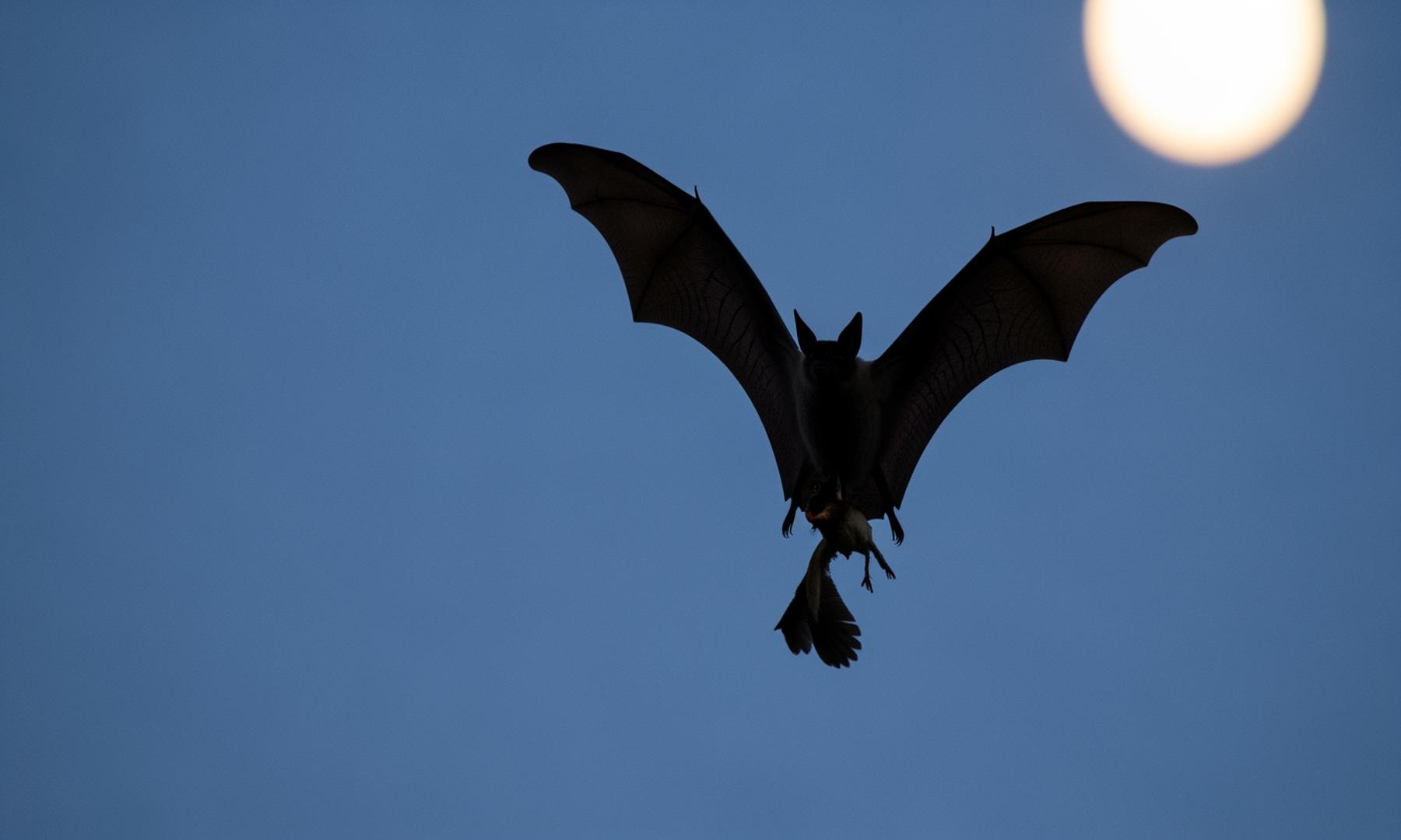 Scientists Confirm Greater Noctule Bats Hunt and Eat Birds Mid-Air
