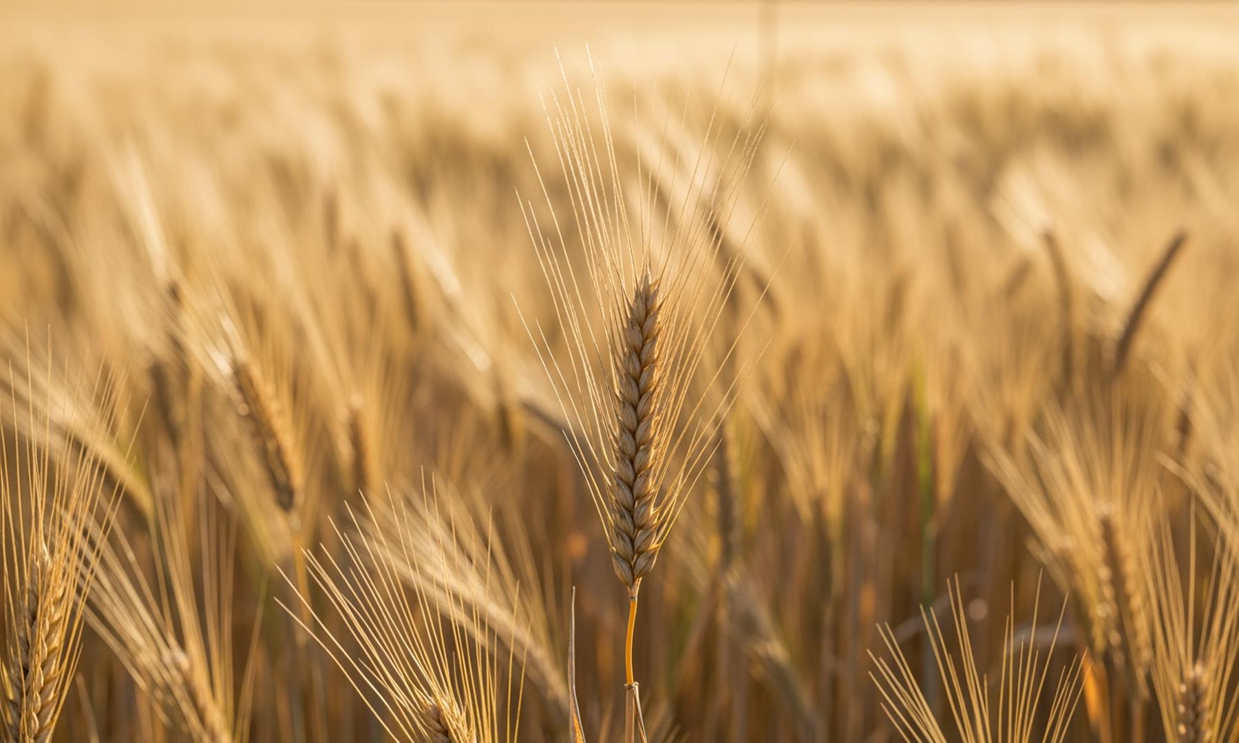 Jordan Issues Tender for 120,000 Tons of Feed Barley Amid Ongoing Grain Purchases