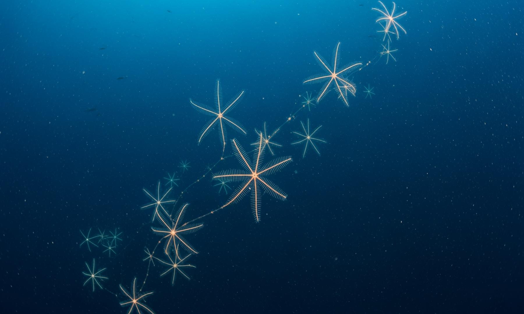 Global Study Reveals Deep-Sea Brittle Stars' Extensive Oceanic Connectivity