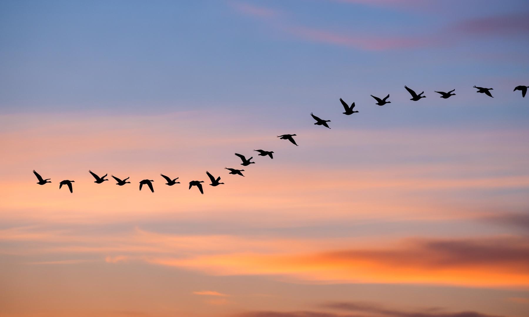 Geese Migration Patterns Shift Due to Climate Change